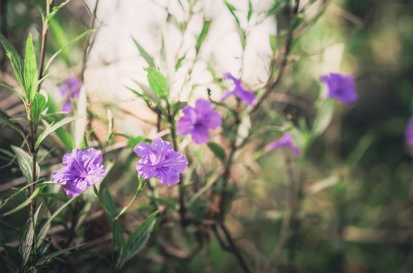 Ruellia 荸荠花复古 — 图库照片