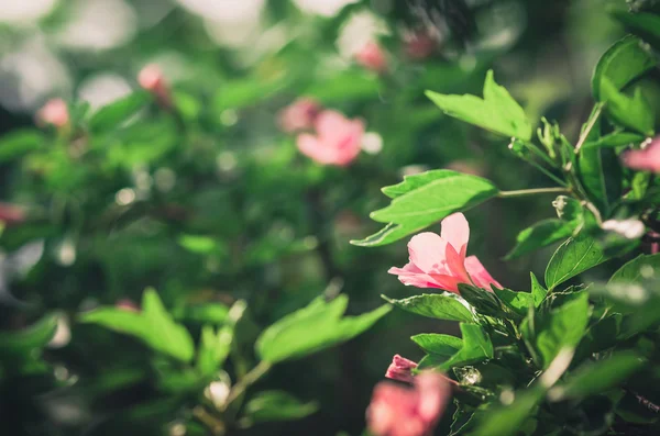 Pink flower vintage — Stock Photo, Image