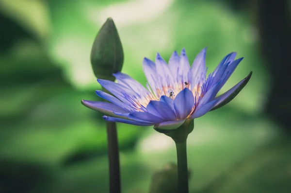 Lotus nebo Vodní lilie květ vinobraní — Stock fotografie