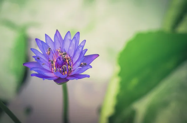 Flor de loto o lirio de agua vintage —  Fotos de Stock