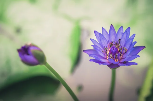 Lotus veya nilüfer çiçeği vintage — Stok fotoğraf