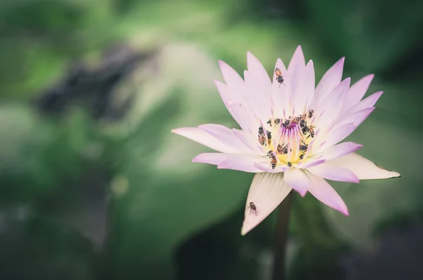 Lotus veya nilüfer çiçeği vintage — Stok fotoğraf