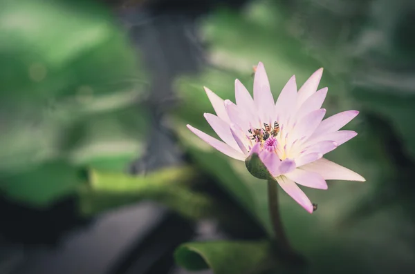 Lotus veya nilüfer çiçeği vintage — Stok fotoğraf