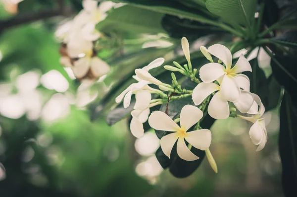 Frangipani ou Pagode arbre ou Temple arbre fleur vintage — Photo