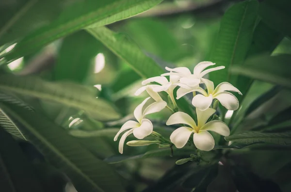 Frangipani oder Pagode oder Tempelbaum Blume Jahrgang — Stockfoto