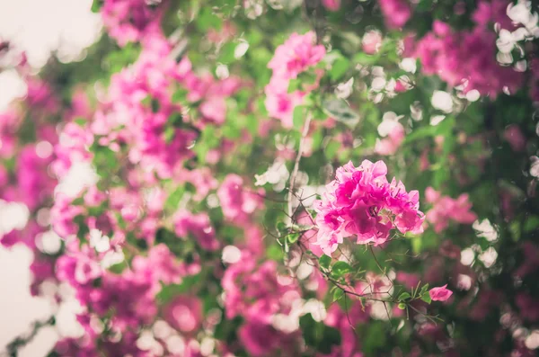 Papierblumen oder Bougainvillea Jahrgang — Stockfoto