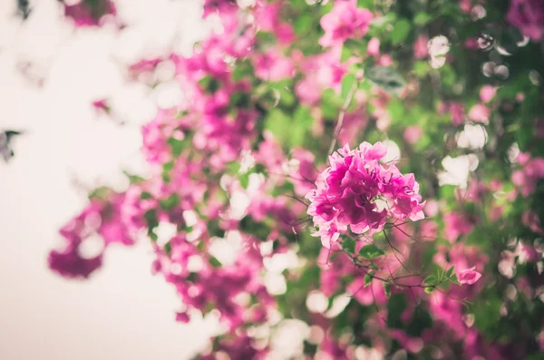 Papper blommor eller bougainvillea vintage — Stockfoto