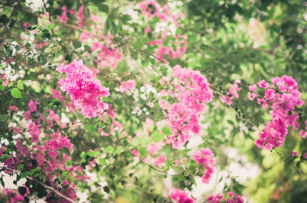Papper blommor eller bougainvillea vintage — Stockfoto