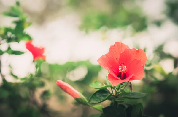 Scarpa Fiore o Hibiscus vintage — Foto Stock