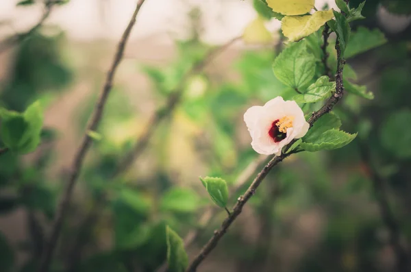 Schoen bloem of hibiscus vintage — Stockfoto