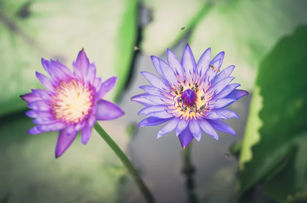 蓮や睡蓮の花ヴィンテージ — ストック写真