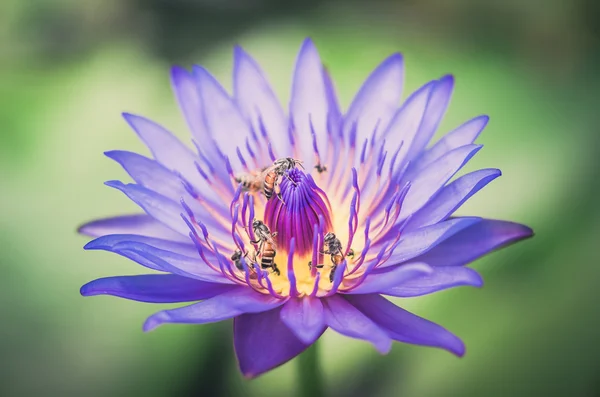 莲花或水百合花卉复古 — 图库照片