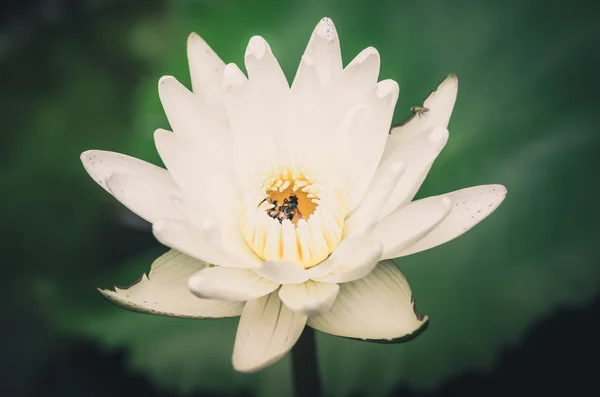 Lotus of water lily bloem vintage — Stockfoto