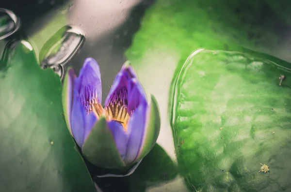 Lotus ou fleur de nénuphar vintage — Photo