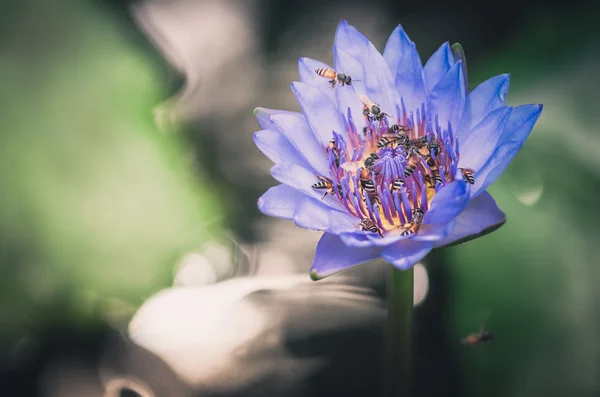 Lotus nebo Vodní lilie květ vinobraní — Stock fotografie