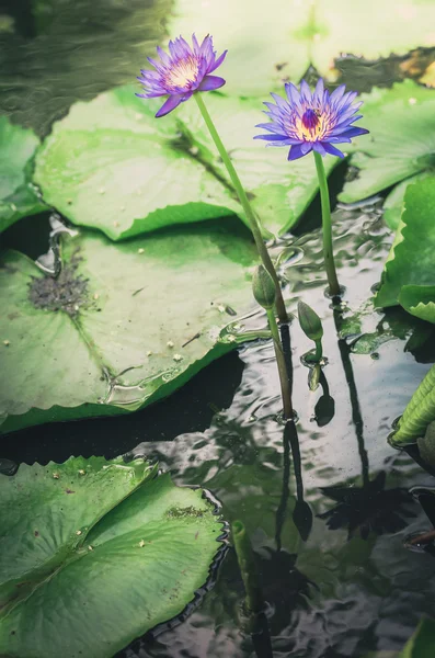 Lotusblume oder Seerose — Stockfoto