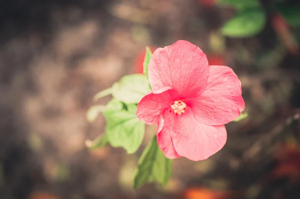 Schoen bloem of hibiscus vintage — Stockfoto