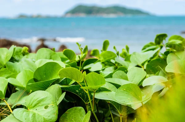 Plantas verdes y naturaleza marina paisaje — Foto de Stock