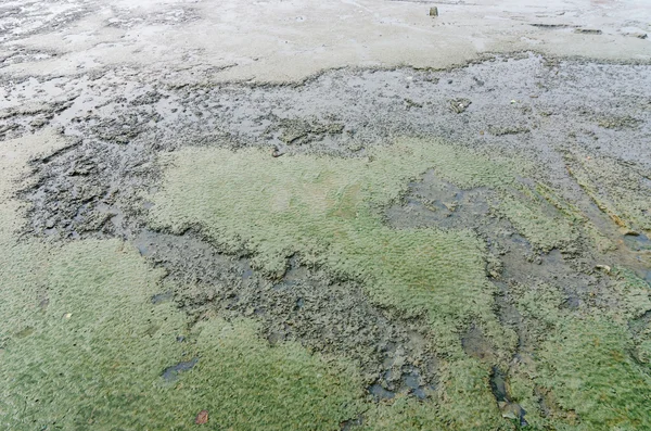 Mud and sea — Stock Photo, Image