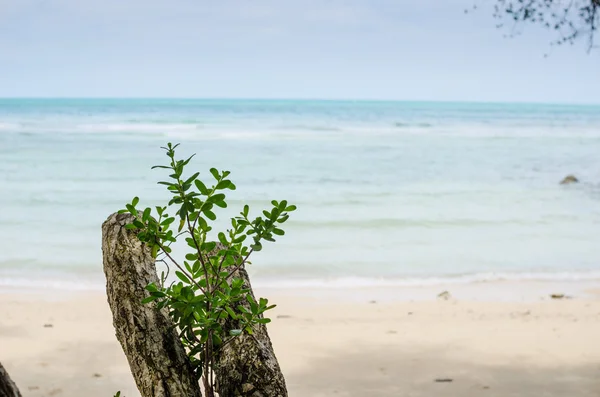 Playa y mar azul — Foto de Stock