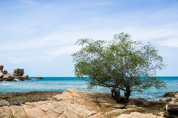 Árvore e mar azul — Fotografia de Stock