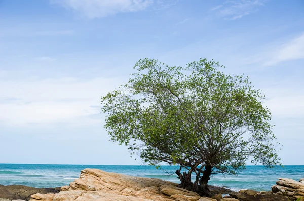 Árvore e mar azul — Fotografia de Stock