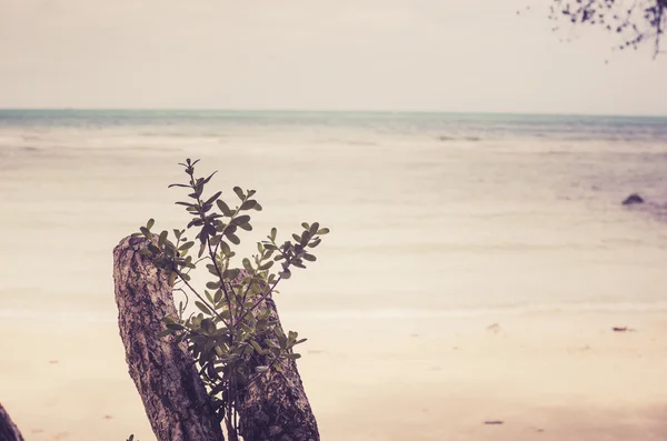 Beach and blue sea vintage — Stock Photo, Image