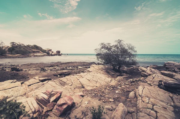 Beach Tree and blue sea vintage — Stock Photo, Image