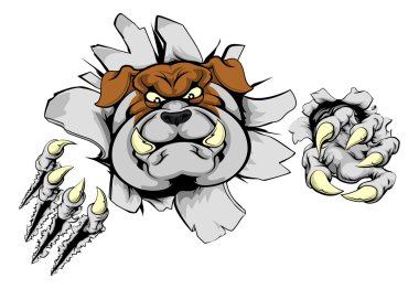 Duvardan yırtılma bulldog