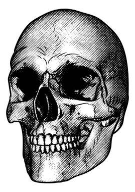 İnsan Kafatası Çizimi