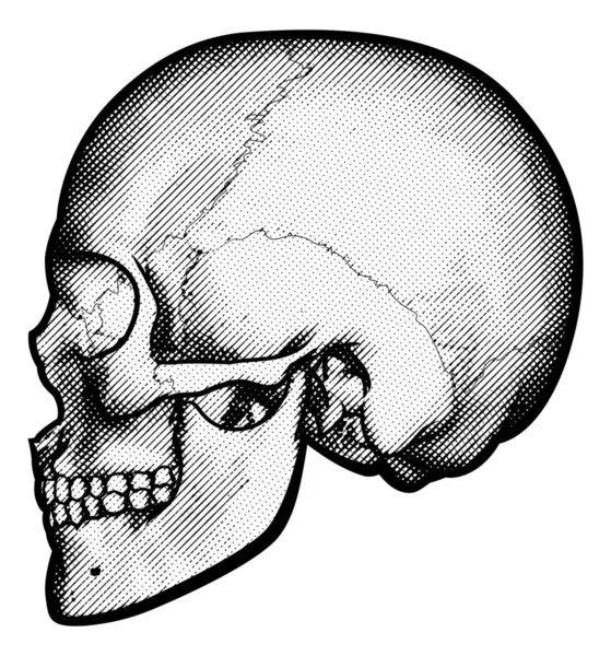 Crâne dans le dessin de profil — Image vectorielle