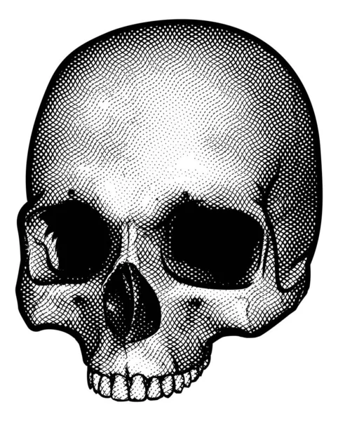 Human Skull Drawing — Stock Vector