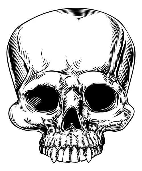 Skull drawing — Stock Vector