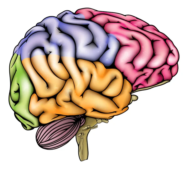 Anatomie des menschlichen Gehirns — Stockvektor