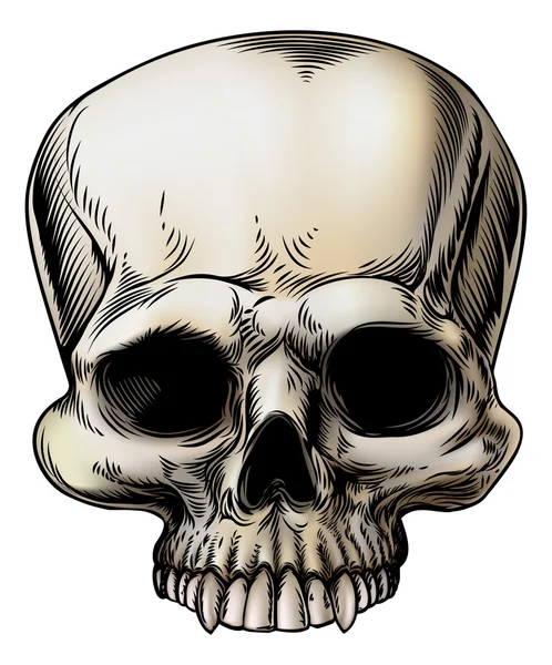 Human skull illustration — Stock Vector