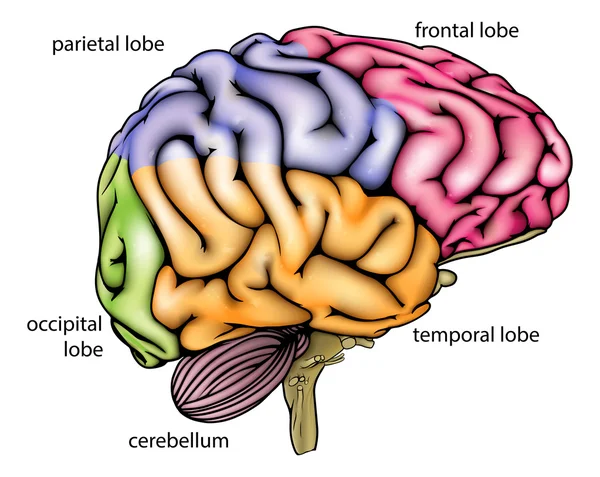 Brain anatomy diagram — 스톡 벡터