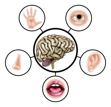 Five senses brain clipart