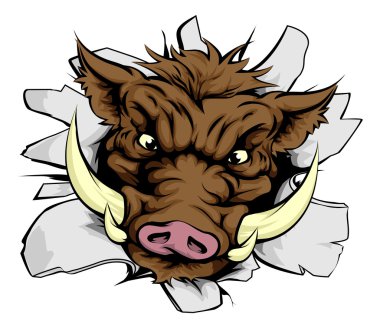 Duvardan şarj yaban domuzu