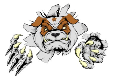 Duvardan sökük bulldog