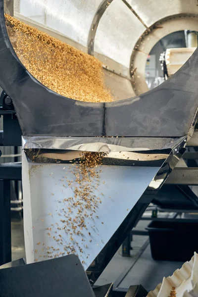 Process of machine sorting, drying and peeling freshly picked wheat grains in the centrifuge on the factory