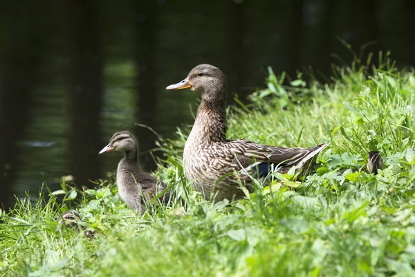 Familjen ankor — Stockfoto