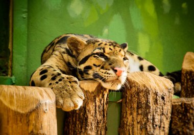 Leopar hayvanat bahçesinde dinleniyor.
