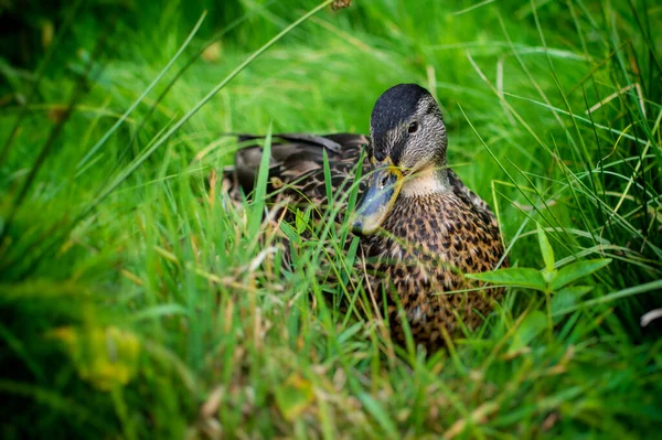 Krásná Kachna Zelené Trávě — Stock fotografie