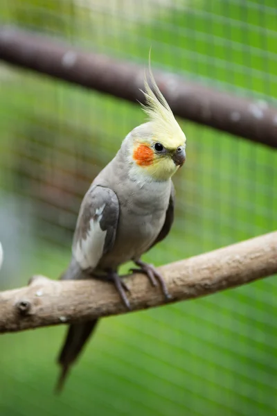 Perroquet cockatiel — Photo