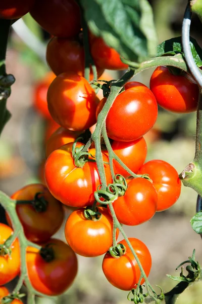 Tomates de jardim maduros prontos para pegar — Fotografia de Stock