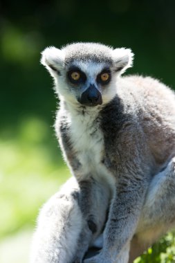 Halka Kuyruklu Lemur