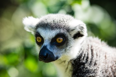 Halka Kuyruklu Lemur