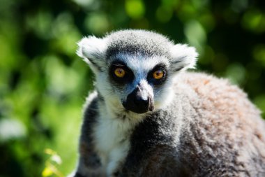 Halka Kuyruklu Lemur