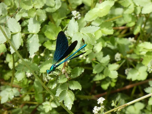 Dragonfly with opened wings