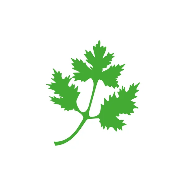 Ícone Coentro Folhas Salsa Verde Ilustração Vetorial Isolado Branco Símbolo — Vetor de Stock